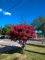 Bougainvillea