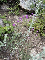Mirabilis linearis linearis