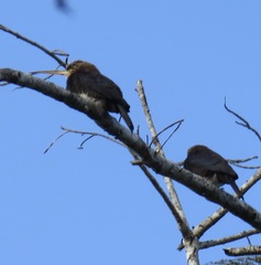 Brachygalba lugubris