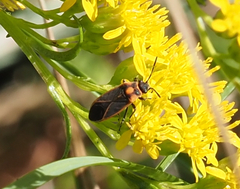 Ochrimnus lineoloides