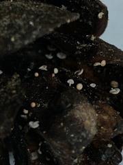 Strobilurus diminutivus