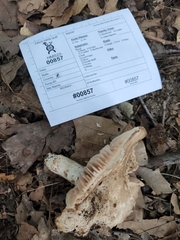 Russula eccentrica