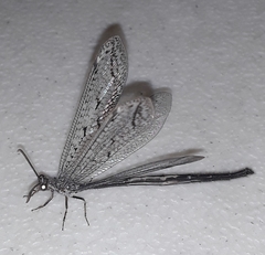 Scotoleon peregrinus