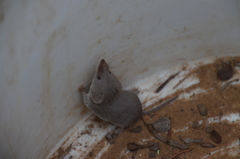 Notiosorex crawfordi