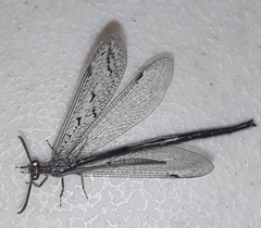 Scotoleon peregrinus