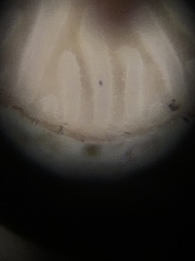 Strobilurus diminutivus