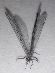 Scotoleon peregrinus