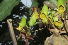 Catasetum saccatum