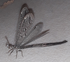 Scotoleon peregrinus