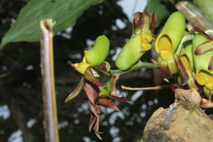 Catasetum saccatum