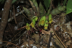 Catasetum saccatum