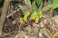 Catasetum saccatum