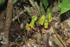 Catasetum saccatum