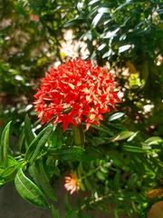 Ixora