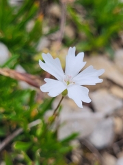 Heliosperma
