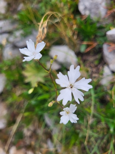 Image of Heliosperma alpestre by (c) Jacek Pietruszewski, some rights reserved (CC BY)