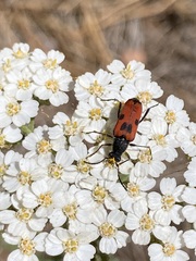 Anastrangalia laetifica