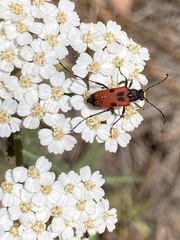 Anastrangalia laetifica