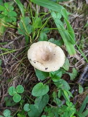 Russula amerorecondita