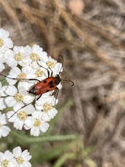 Anastrangalia laetifica