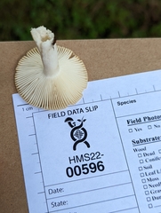 Russula amerorecondita