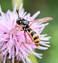Conops quadrifasciatus