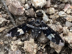 Exoprosopa dorcadion