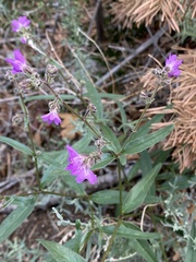 Mirabilis melanotricha