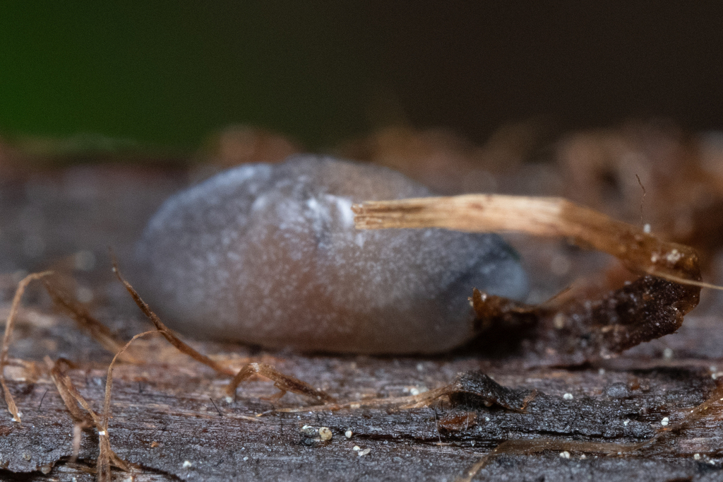 sheathed slug