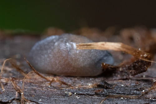 sheathed slug