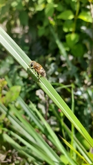 Palpada mexicana