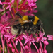 Large Garden Bumble Bee - Photo (c) Hectonichus, some rights reserved (CC BY-SA)