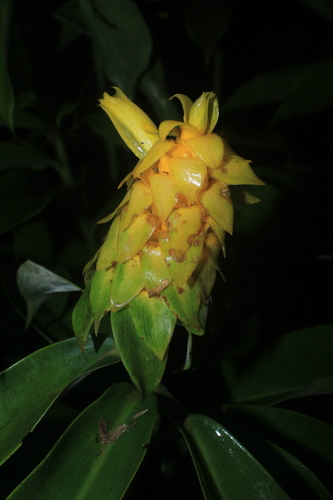 Costus comosus