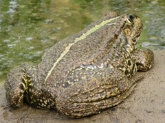 Pelophylax ridibundus