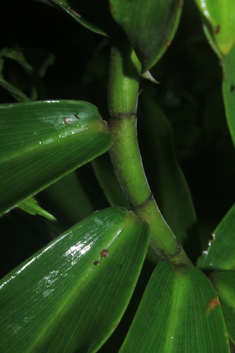 Costus comosus
