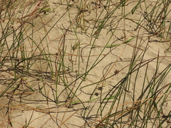 Juncus breweri