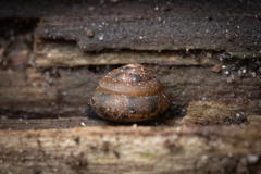 Euconulus