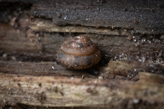 Euconulus