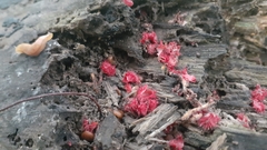 Microstoma floccosum