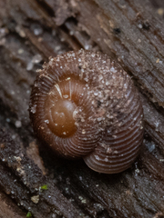 Discus whitneyi