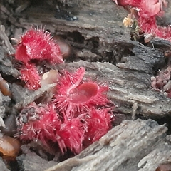 Microstoma floccosum