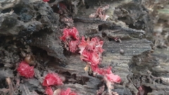 Microstoma floccosum