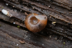 Discus whitneyi