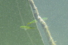 Oligoplites saurus