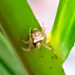 Araneidae