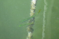 Oligoplites saurus