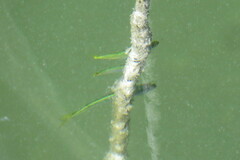 Oligoplites saurus