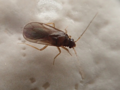 Ceratocombus