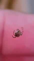 Araneidae
