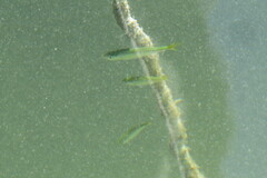 Oligoplites saurus